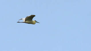 Capped Heron