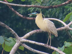 Capped Heron