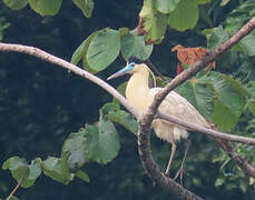 Capped Heron
