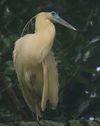 Capped Heron