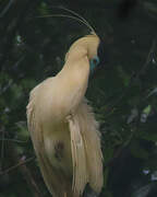 Capped Heron