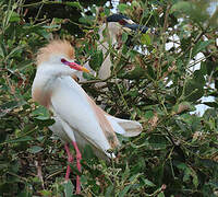 Western Cattle Egret