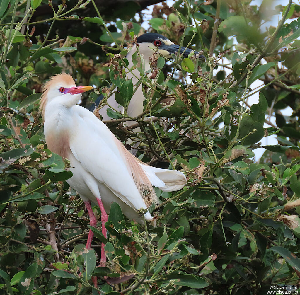 Western Cattle Egretadult breeding