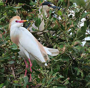 Western Cattle Egret