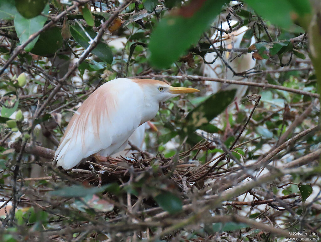 Western Cattle Egretadult