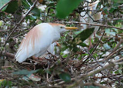 Western Cattle Egret