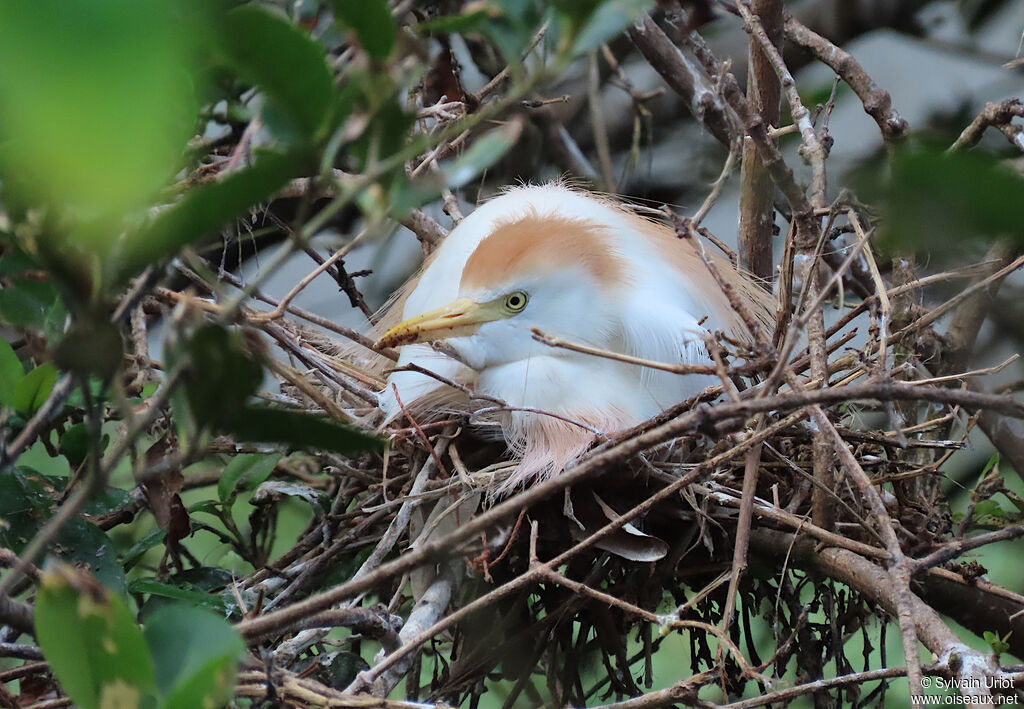 Western Cattle Egretadult