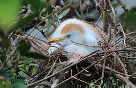 Western Cattle Egret