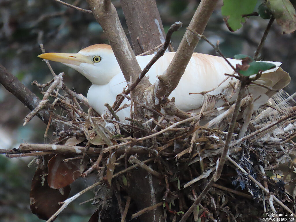 Western Cattle Egretadult