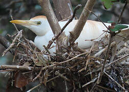 Western Cattle Egret