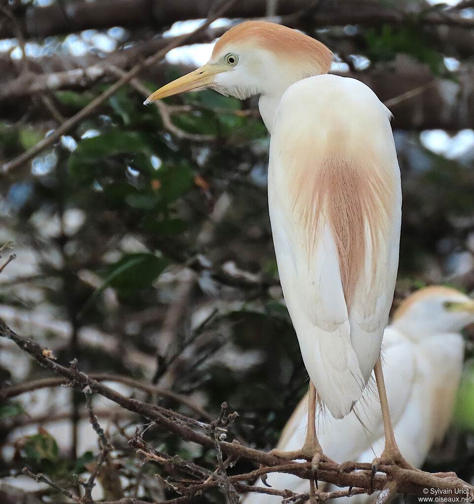 Western Cattle Egretadult