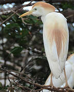 Western Cattle Egret