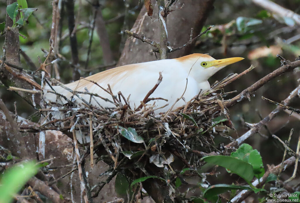 Western Cattle Egret