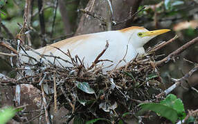 Western Cattle Egret