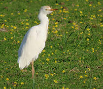 Western Cattle Egret