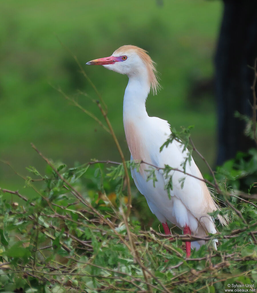 Western Cattle Egretadult breeding