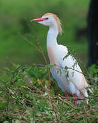 Western Cattle Egret