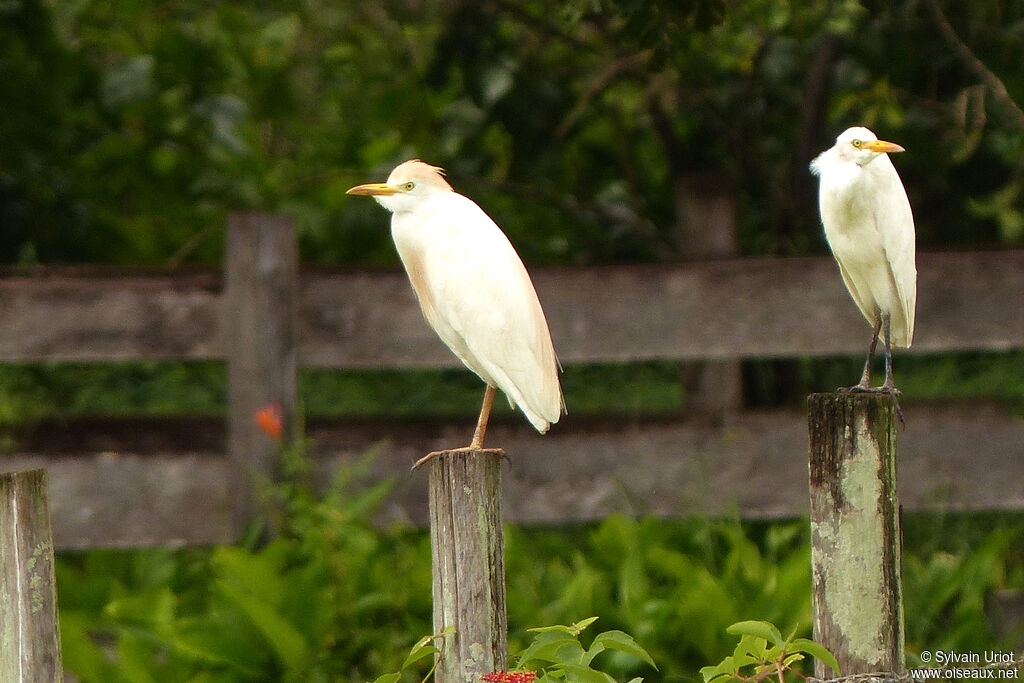 Western Cattle Egretadult