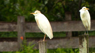 Western Cattle Egret