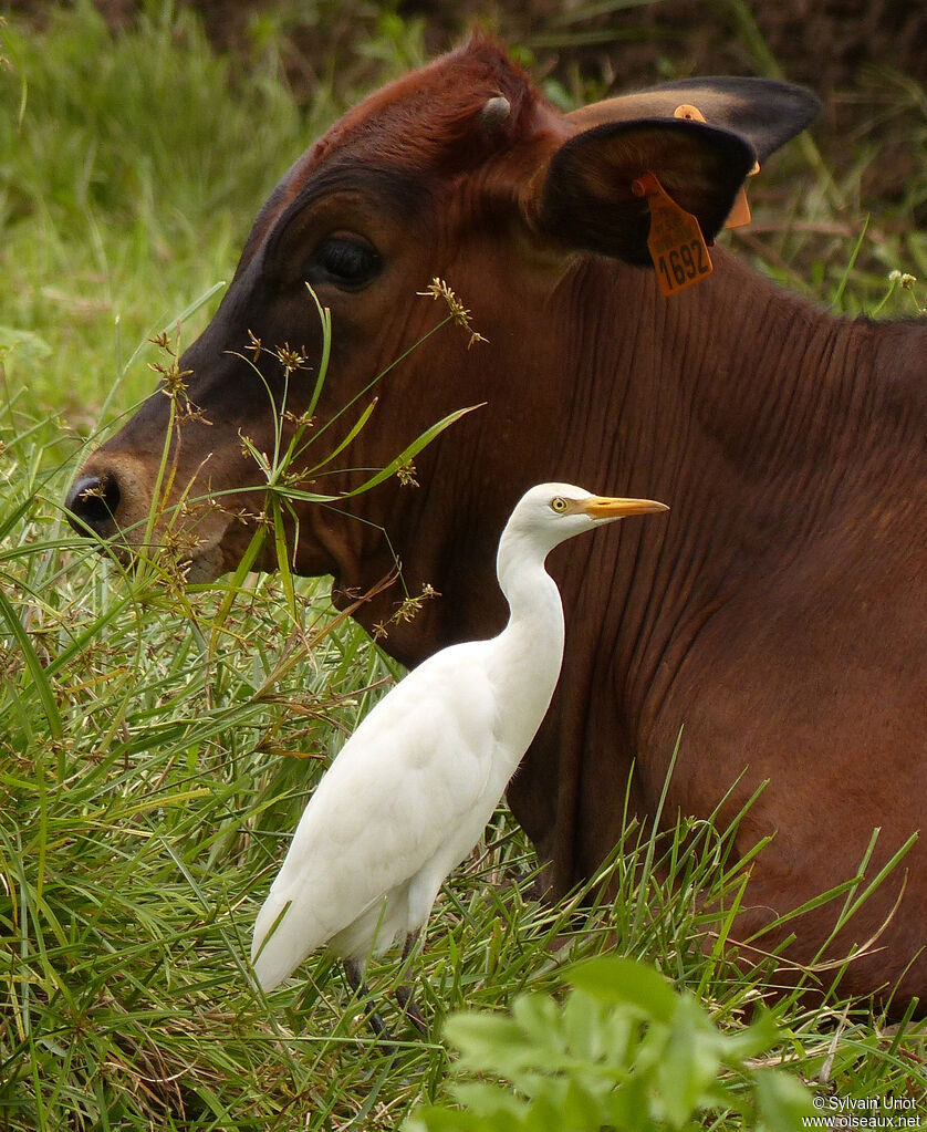 Western Cattle Egretadult