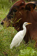 Western Cattle Egret