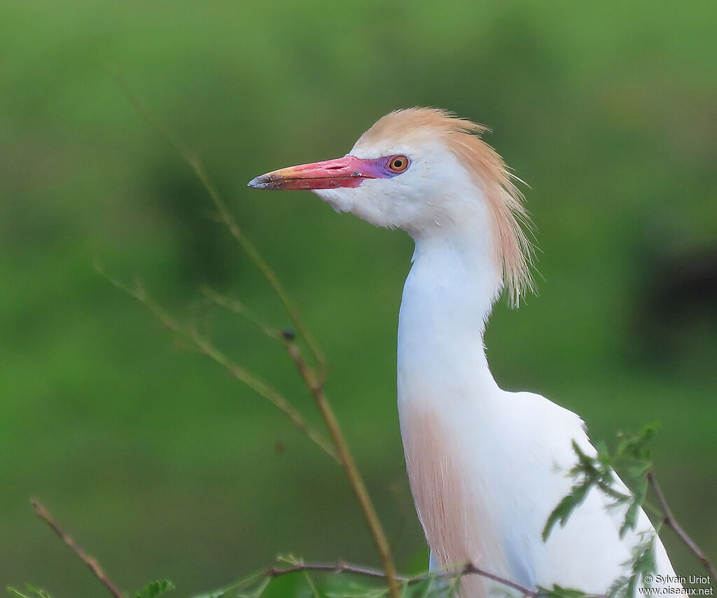 Western Cattle Egretadult breeding