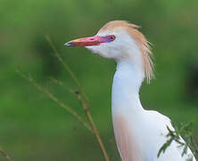 Western Cattle Egret