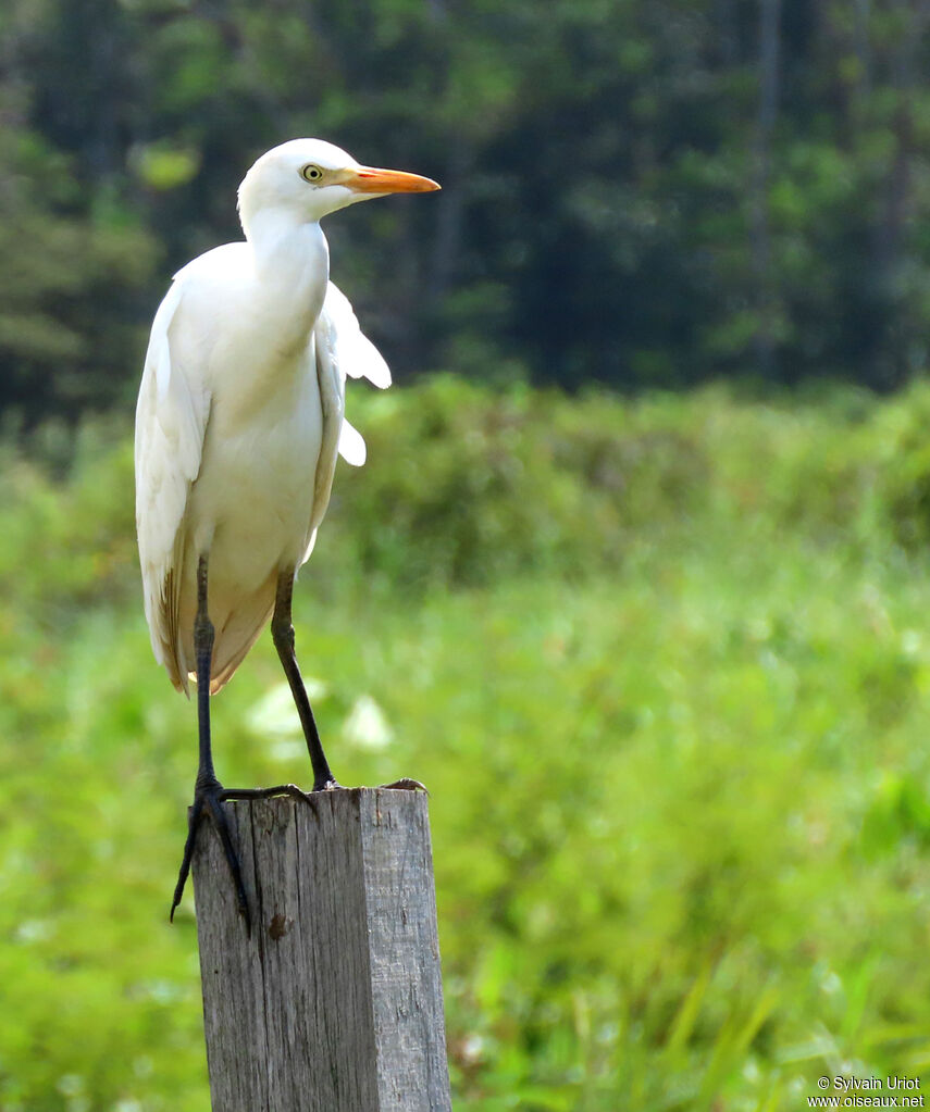 Western Cattle Egretadult post breeding