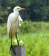 Western Cattle Egret