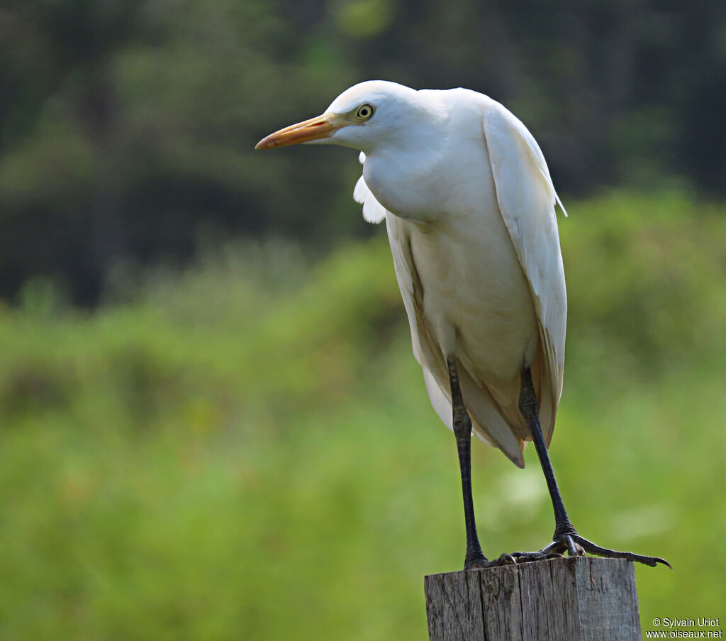 Western Cattle Egretadult post breeding