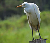 Western Cattle Egret