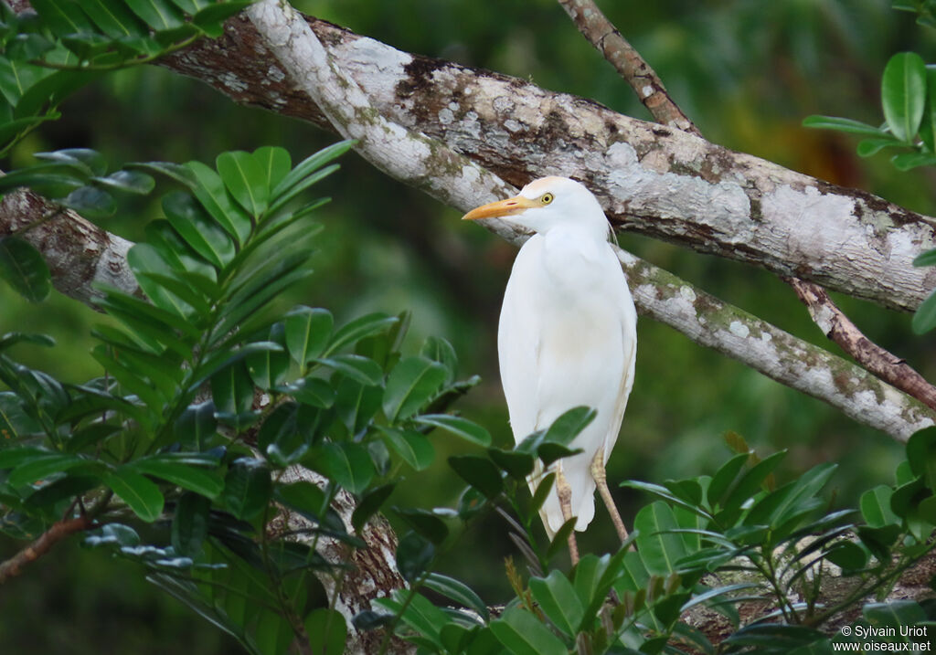 Western Cattle Egretadult