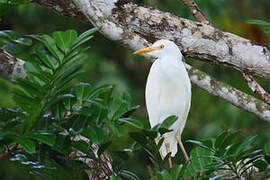 Western Cattle Egret