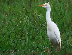 Western Cattle Egret