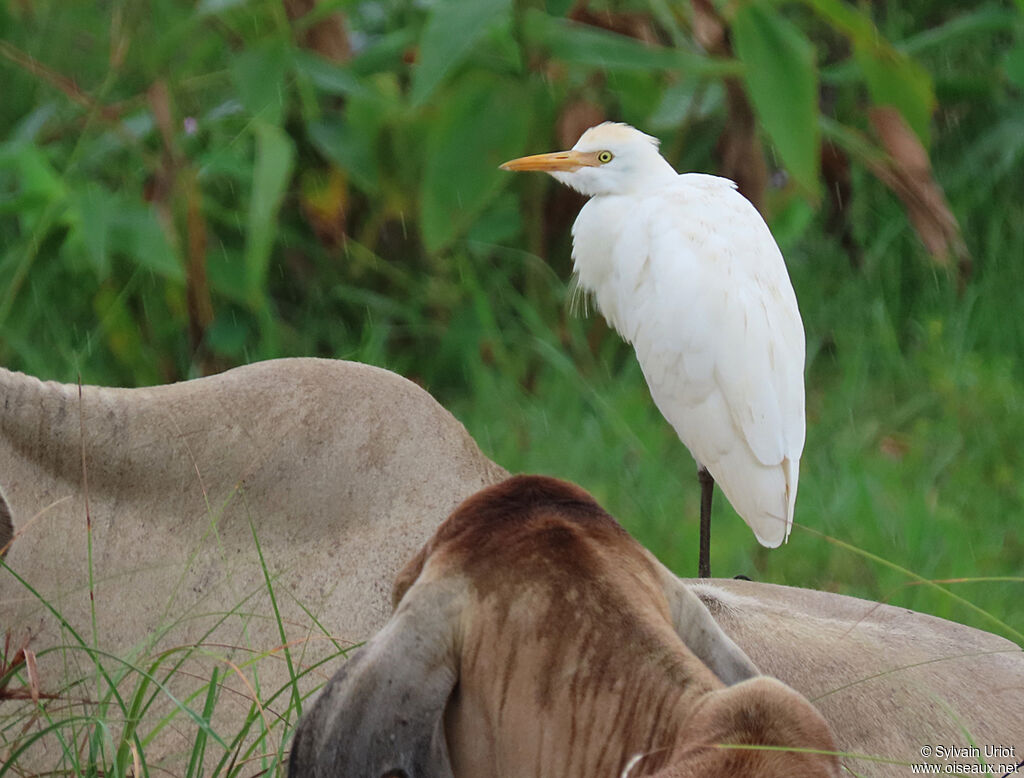 Western Cattle Egretadult post breeding