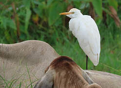 Western Cattle Egret