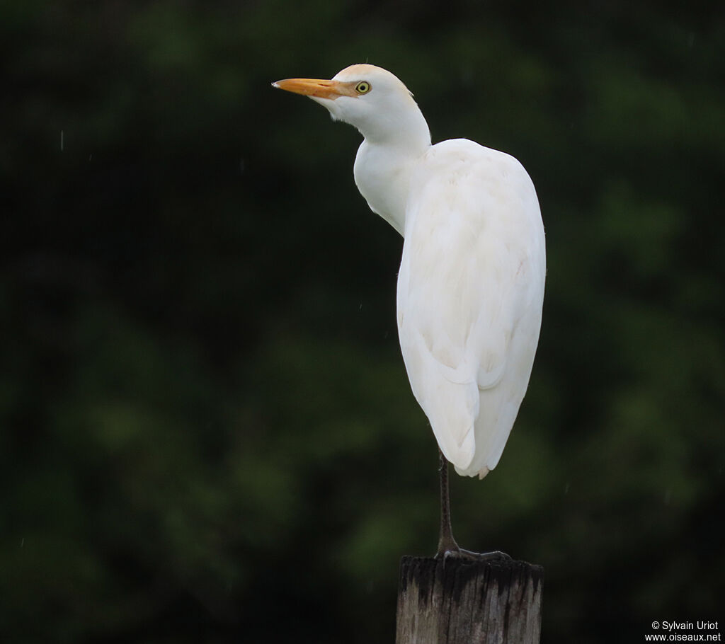 Western Cattle Egretadult post breeding