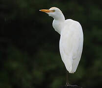 Western Cattle Egret