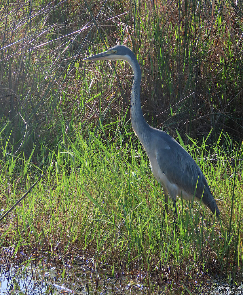 Black-headed Heronjuvenile