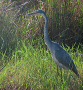 Black-headed Heron