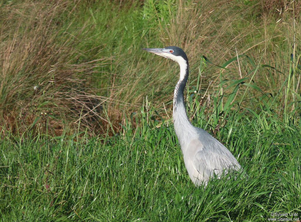 Black-headed Heronadult