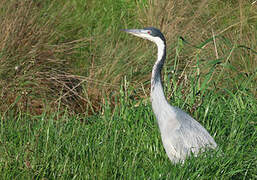 Black-headed Heron