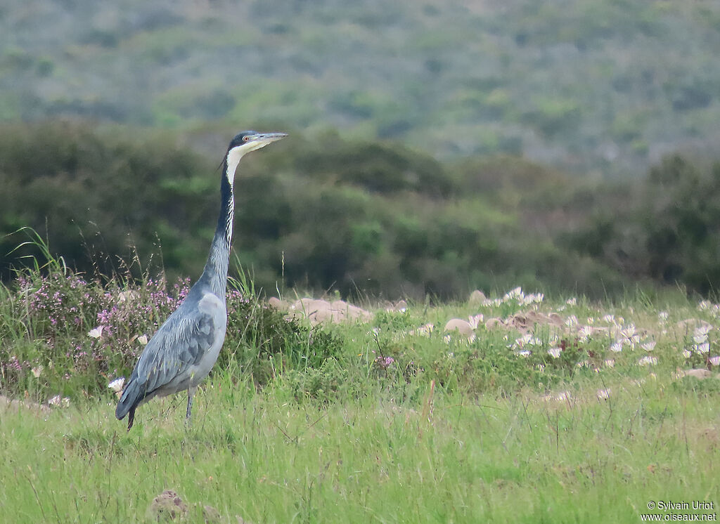 Black-headed Heronadult