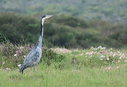 Black-headed Heron