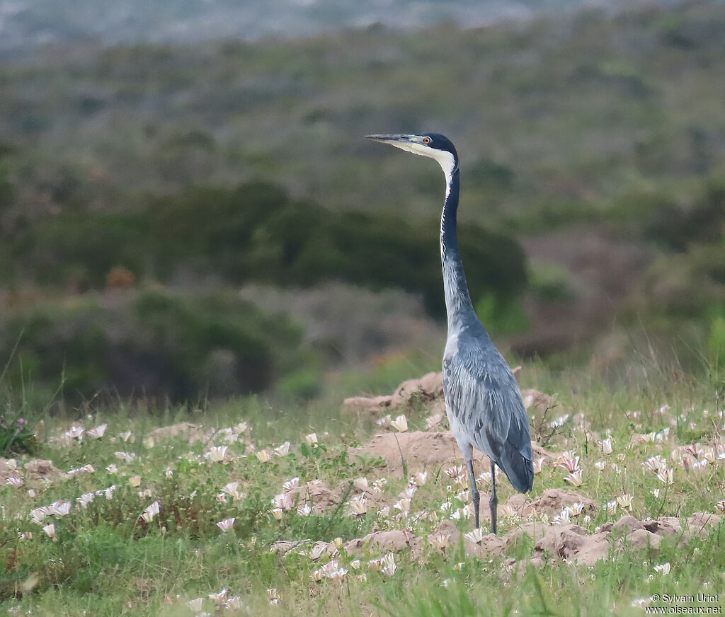 Black-headed Heronadult