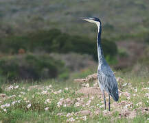 Black-headed Heron