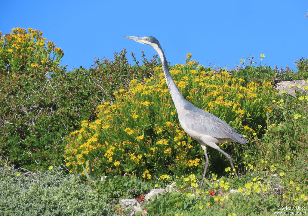 Black-headed Heronadult