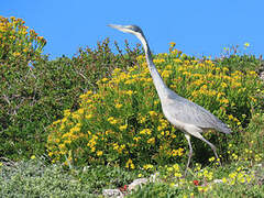 Black-headed Heron