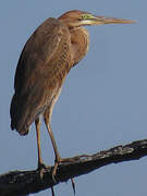 Purple Heron