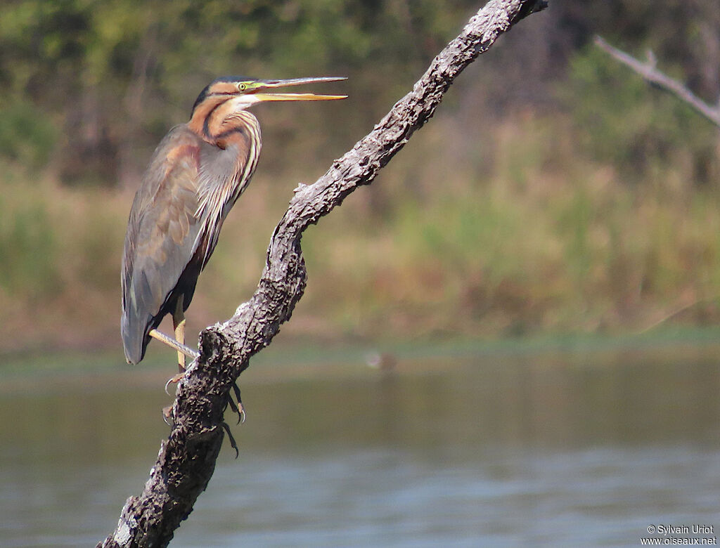 Purple Heronadult